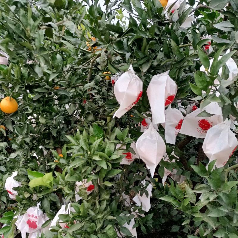 丑橘大量供应，货源充足，甜度13左右，口感脆甜，接受订货