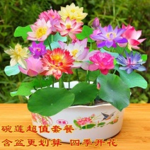 四季播种碗莲种子已开口水培植物睡莲荷花种子花卉种籽子