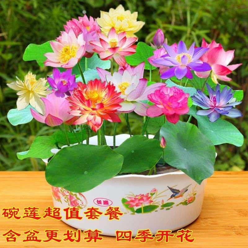 四季播种碗莲种子已开口水培植物睡莲荷花种子花卉种籽子