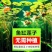 四季播种碗莲种子已开口水培植物睡莲荷花种子花卉种籽子