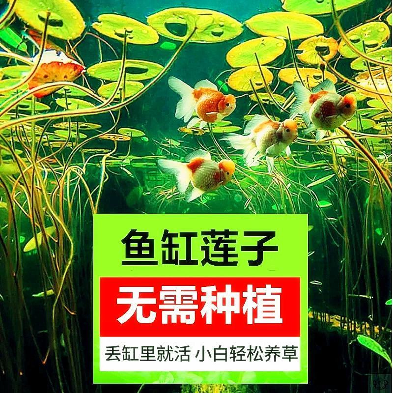 四季播种碗莲种子已开口水培植物睡莲荷花种子花卉种籽子