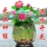 四季播种碗莲种子已开口水培植物睡莲荷花种子花卉种籽子
