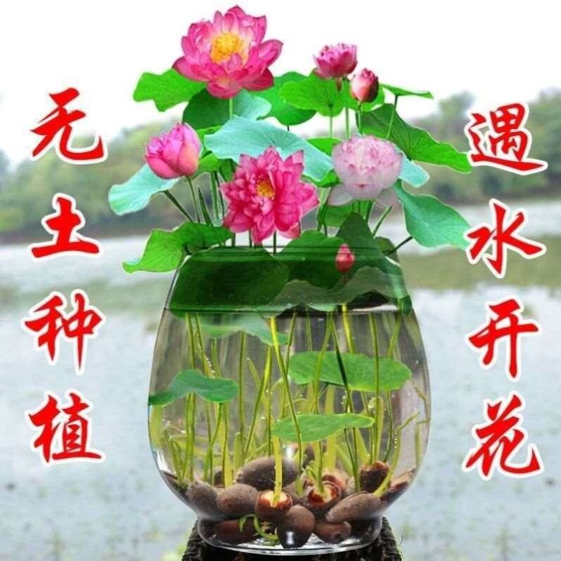 四季播种碗莲种子已开口水培植物睡莲荷花种子花卉种籽子