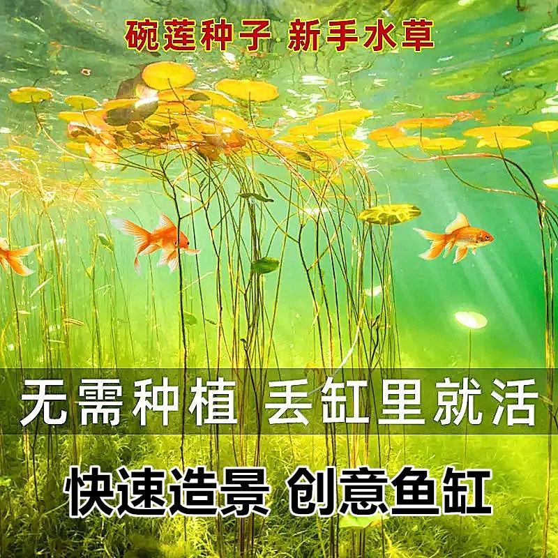 四季播种碗莲种子已开口水培植物睡莲荷花种子花卉种籽子