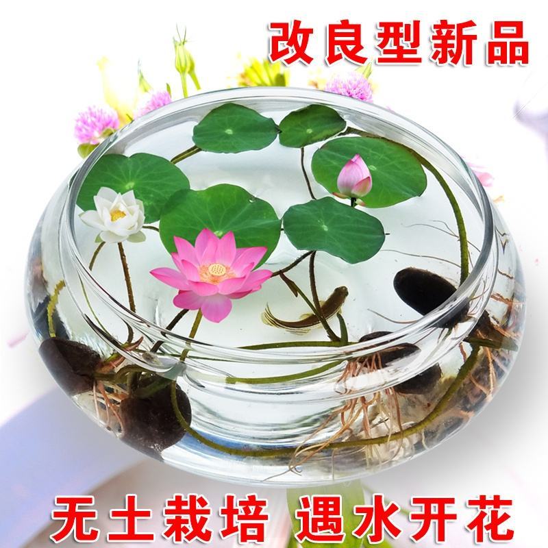 四季播种碗莲种子已开口水培植物睡莲荷花种子花卉种籽子