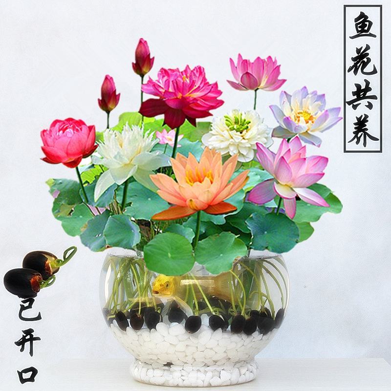 四季播种碗莲种子已开口水培植物睡莲荷花种子花卉种籽子