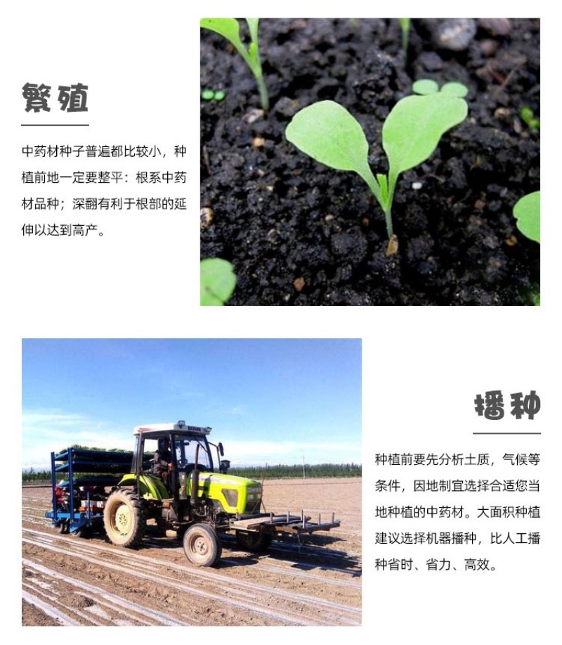 精选桔梗种子包发芽新采收桔梗籽高产品种提供播种技术