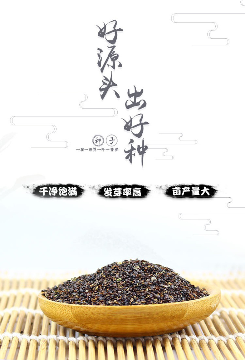 精选桔梗种子包发芽新采收桔梗籽高产品种提供播种技术