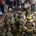 普通肓合、批发价4元一个、150个起批。