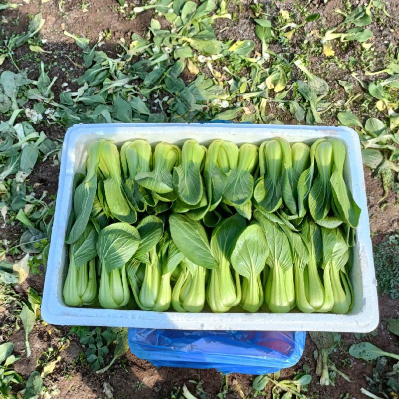 精品大中小上海青