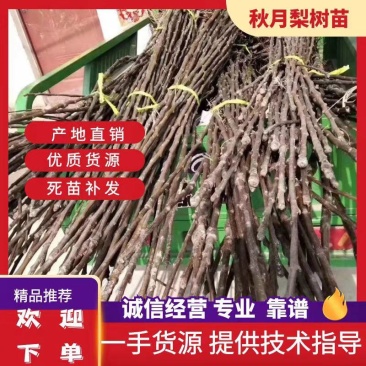 秋月梨树苗0.8cm150~200cm提供技术欢迎来电咨询