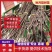秋月梨树苗0.8cm150~200cm提供技术欢迎来电咨询