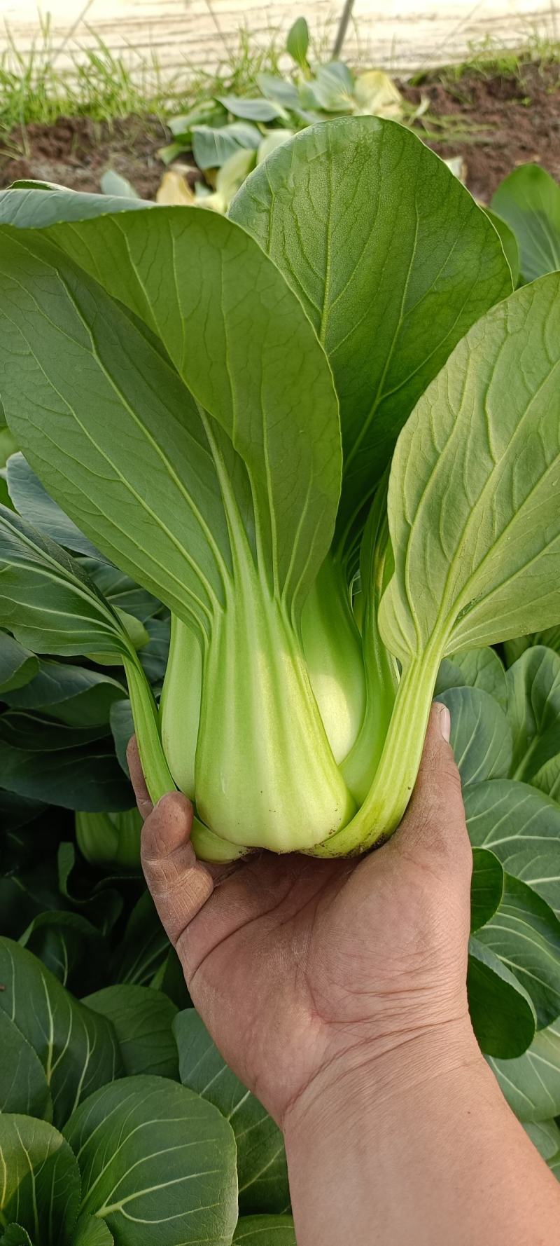 精品大中小上海青