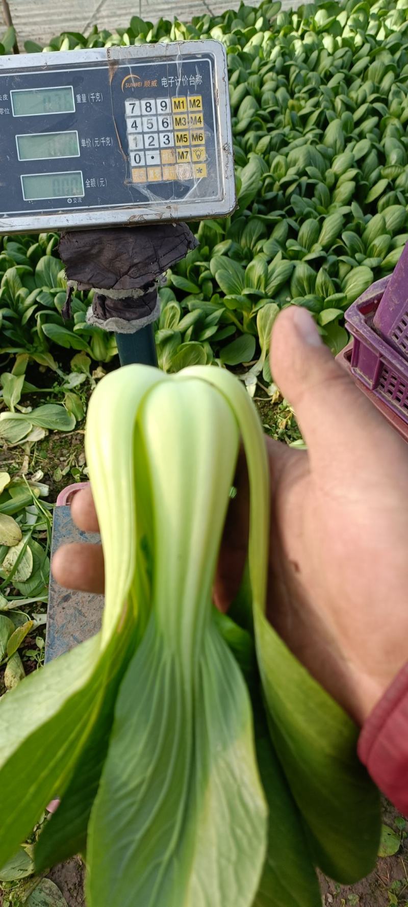 精品大中小上海青