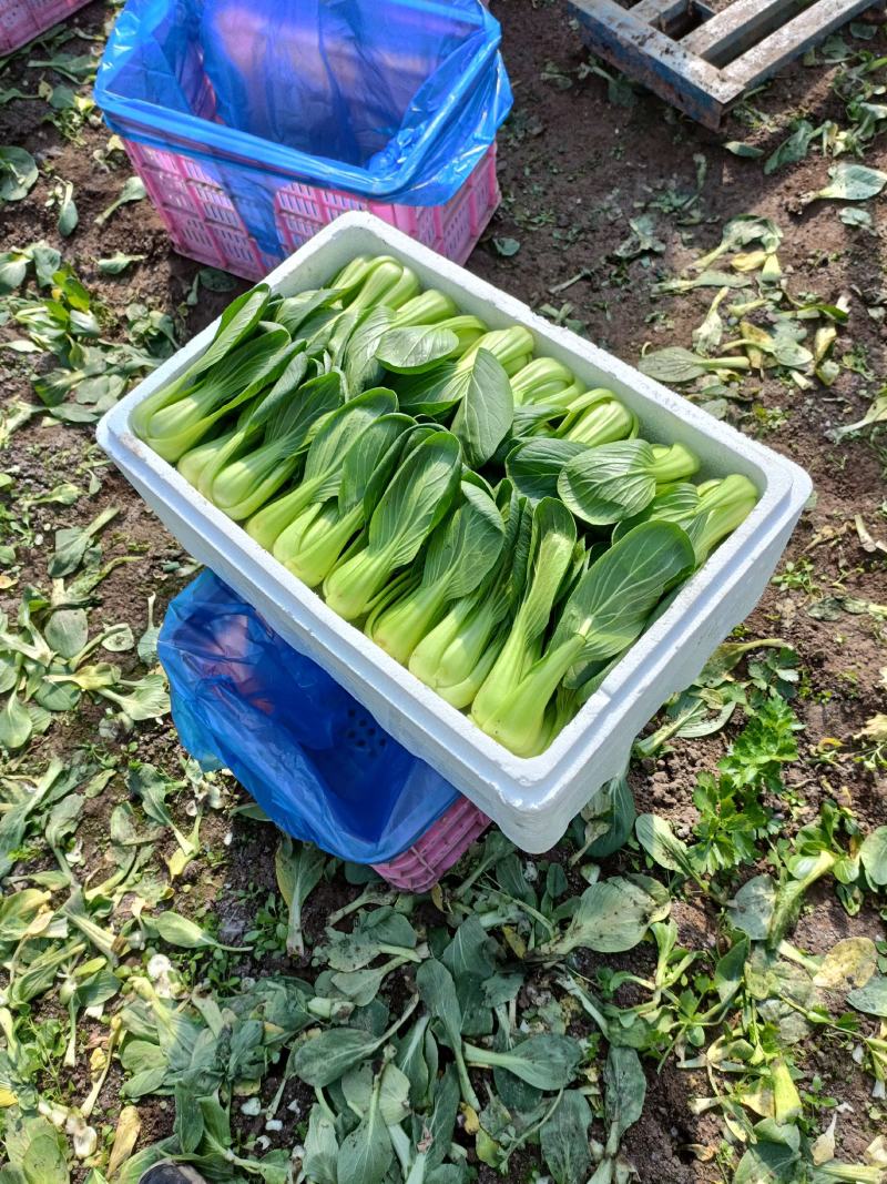 精品大中小上海青