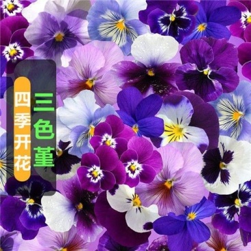 三色堇花种子种籽角堇蝴蝶花花籽矮生垂吊花卉种籽子