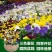 三色堇花种子种籽角堇蝴蝶花花籽矮生垂吊花卉种籽子