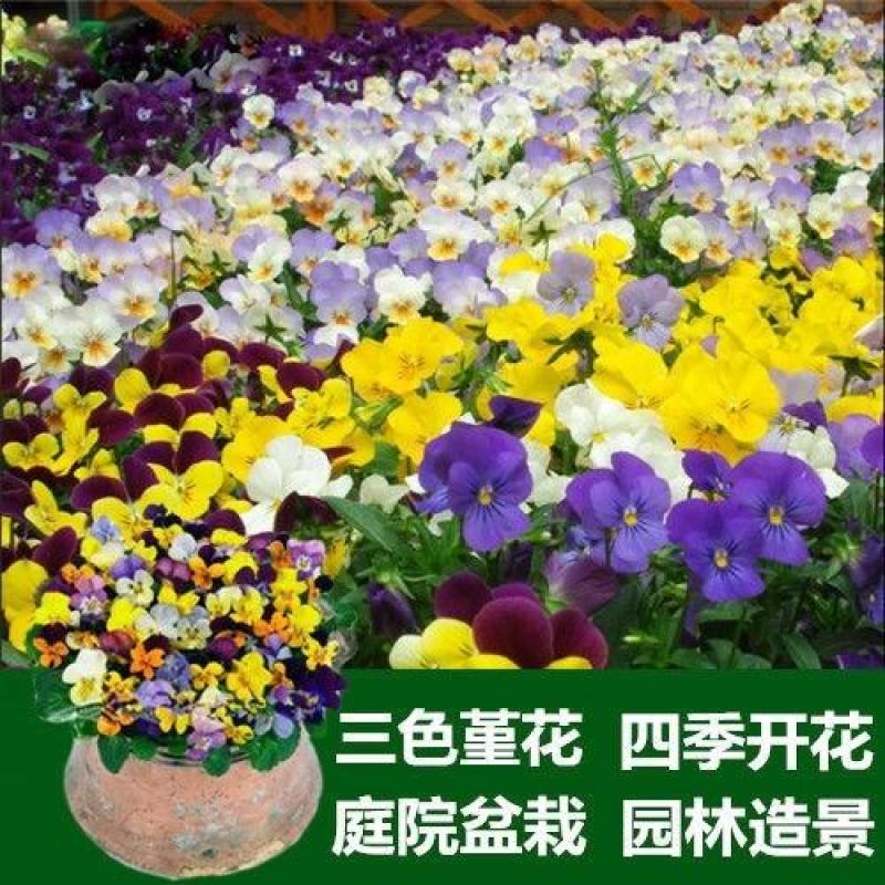 三色堇花种子种籽角堇蝴蝶花花籽矮生垂吊花卉种籽子