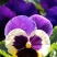 三色堇花种子种籽角堇蝴蝶花花籽矮生垂吊花卉种籽子