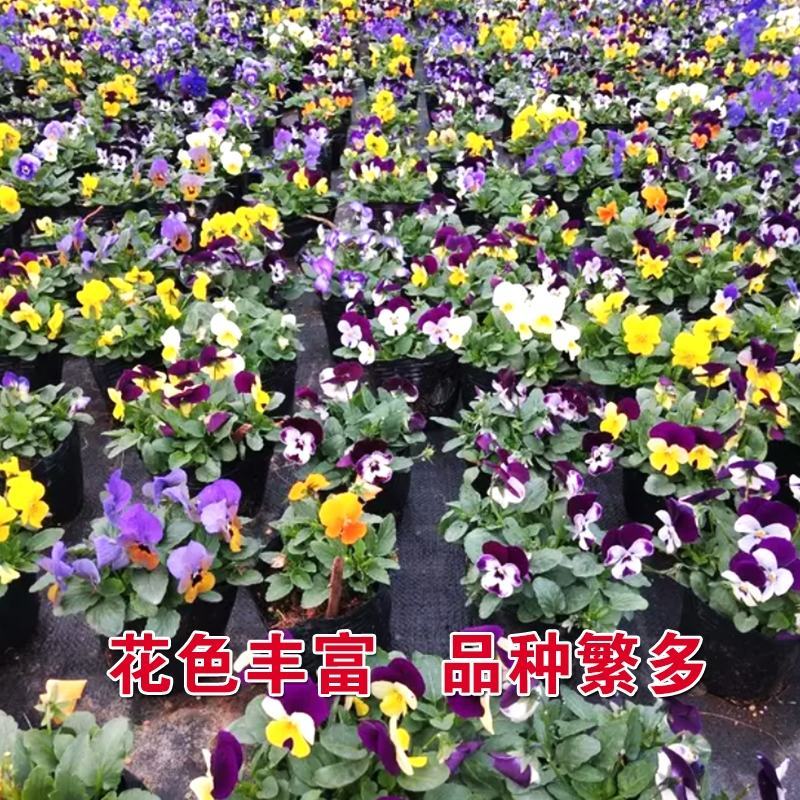 三色堇花种子种籽角堇蝴蝶花花籽矮生垂吊花卉种籽子