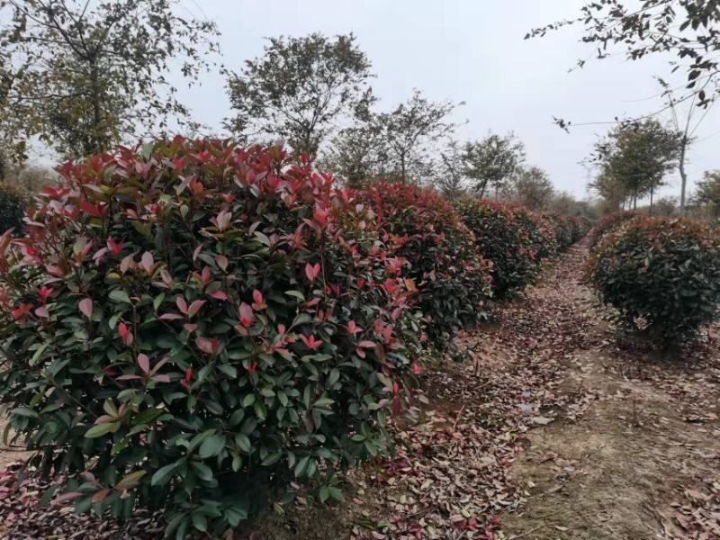 红叶石楠球