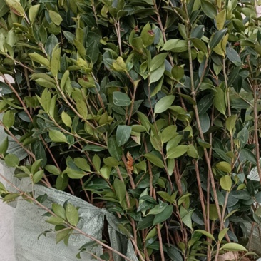 油茶苗，大量批发，大量现货供应，欢迎致电抢购