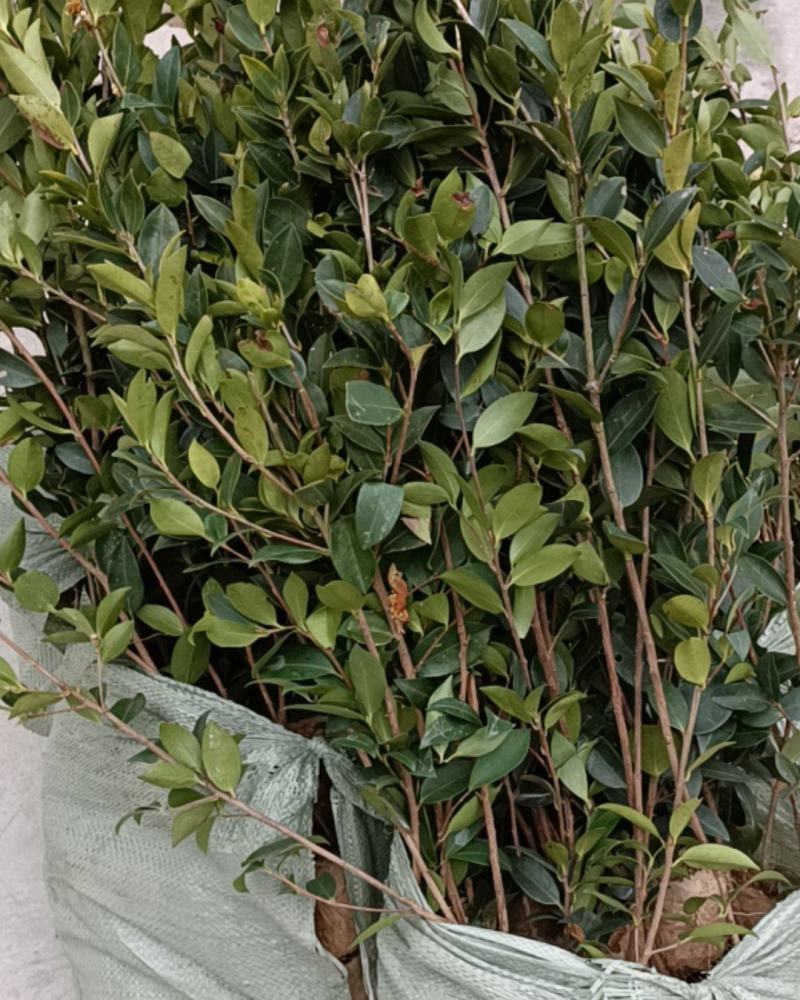 油茶苗，大量批发，大量现货供应，欢迎致电抢购