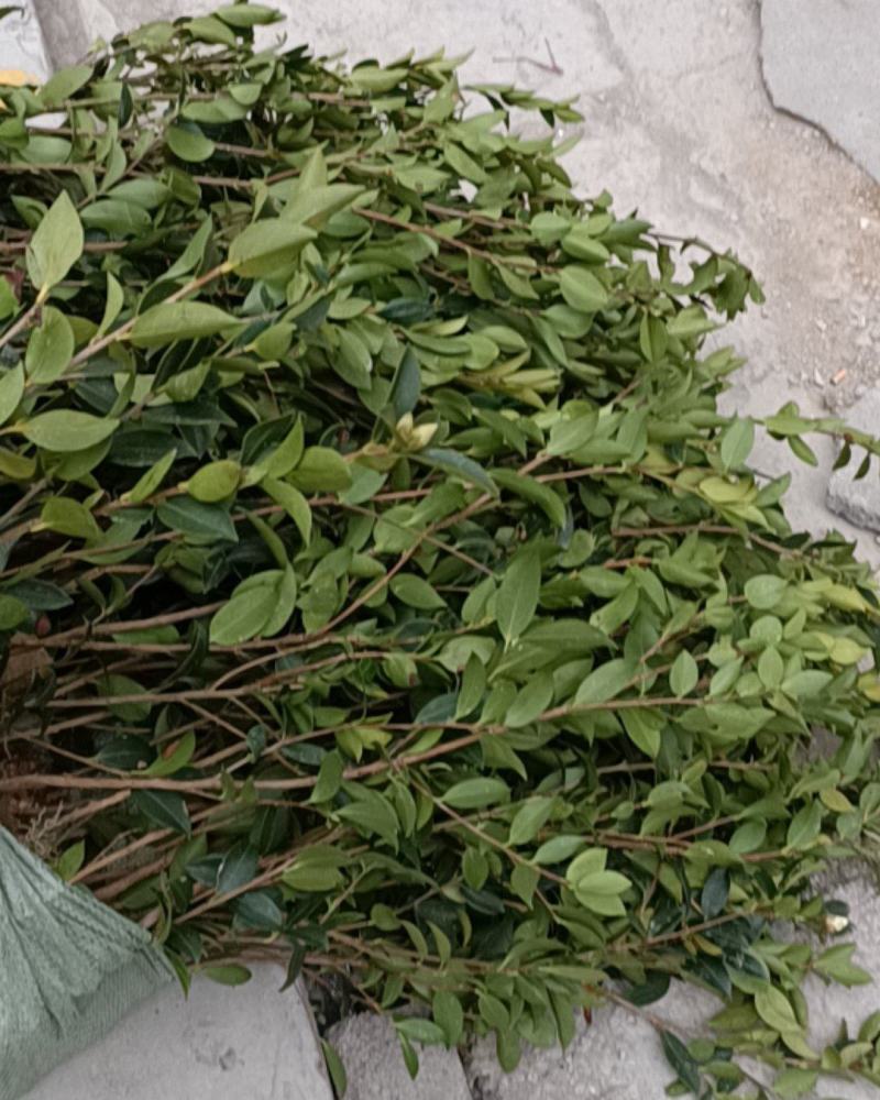 油茶苗，大量批发，大量现货供应，欢迎致电抢购