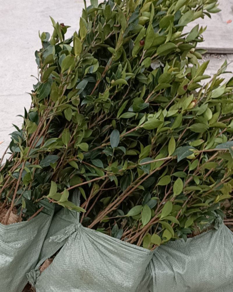 油茶苗，大量批发，大量现货供应，欢迎致电抢购