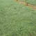 新鲜荞头（藠头）300斤起批