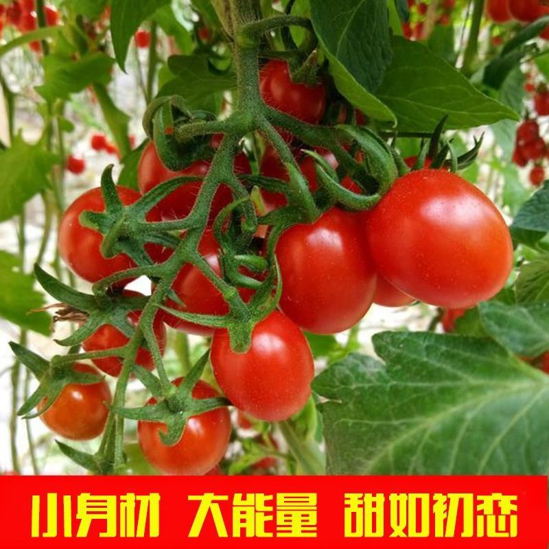 济南釜山88基地，口感香甜，颗颗爆浆