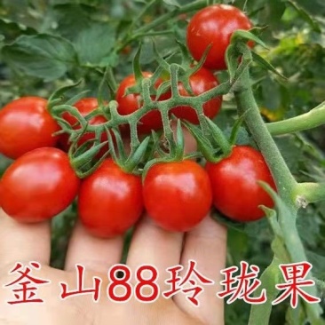 济南釜山88基地，口感香甜，颗颗爆浆