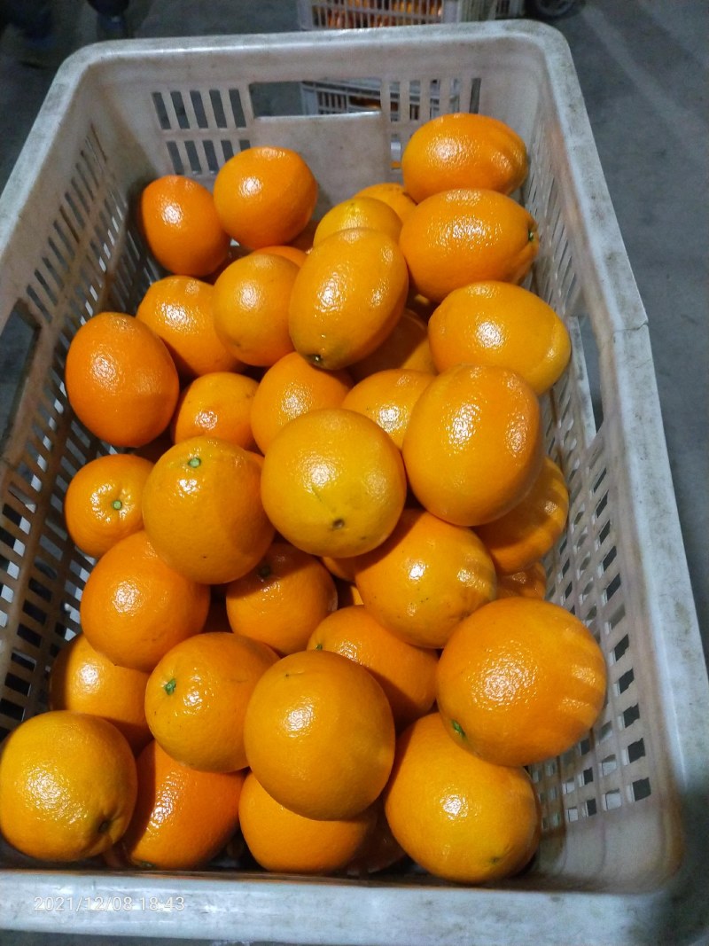 优质脐橙品种齐全口味纯甜果园看货以质论价欢迎定购