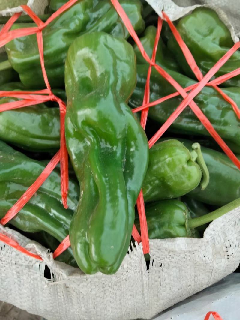 辣椒，薄皮辣椒，线椒，厚皮辣椒，螺丝椒，大量上市