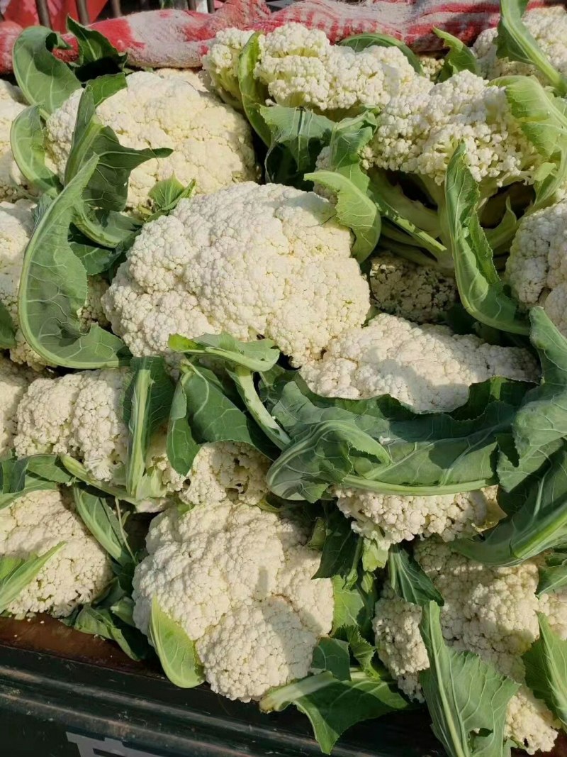 （精品推荐）冷库精品白面青梗散花可电联视频全国发货