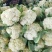 （精品推荐）冷库精品白面青梗散花可电联视频全国发货