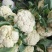 （精品推荐）冷库精品白面青梗散花可电联视频全国发货