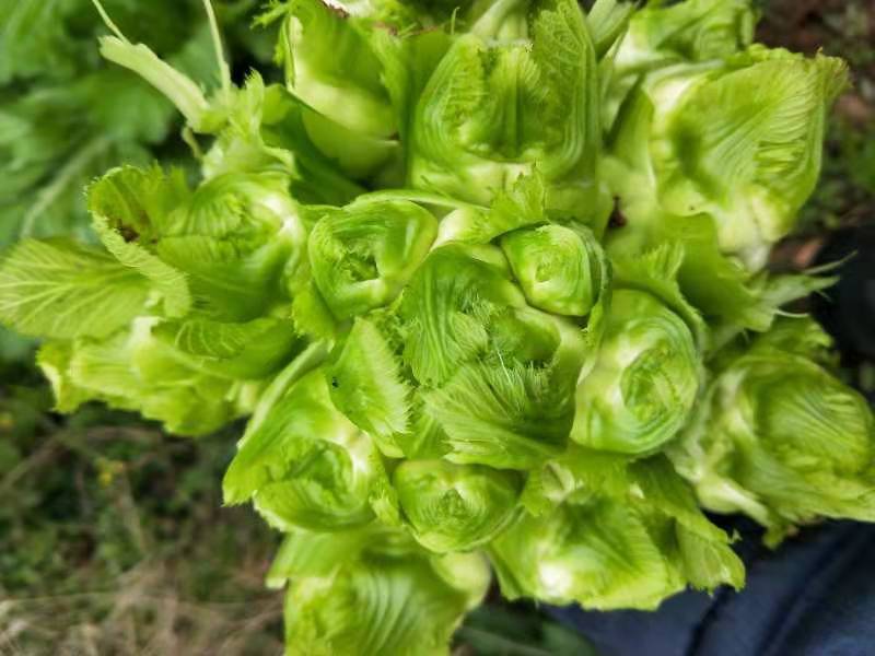 潼南区小心子儿菜无冒台无空心无红顶大量上市中
