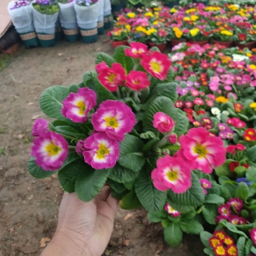 报春花盆苗批发，花色全，山东报春基地农户直供