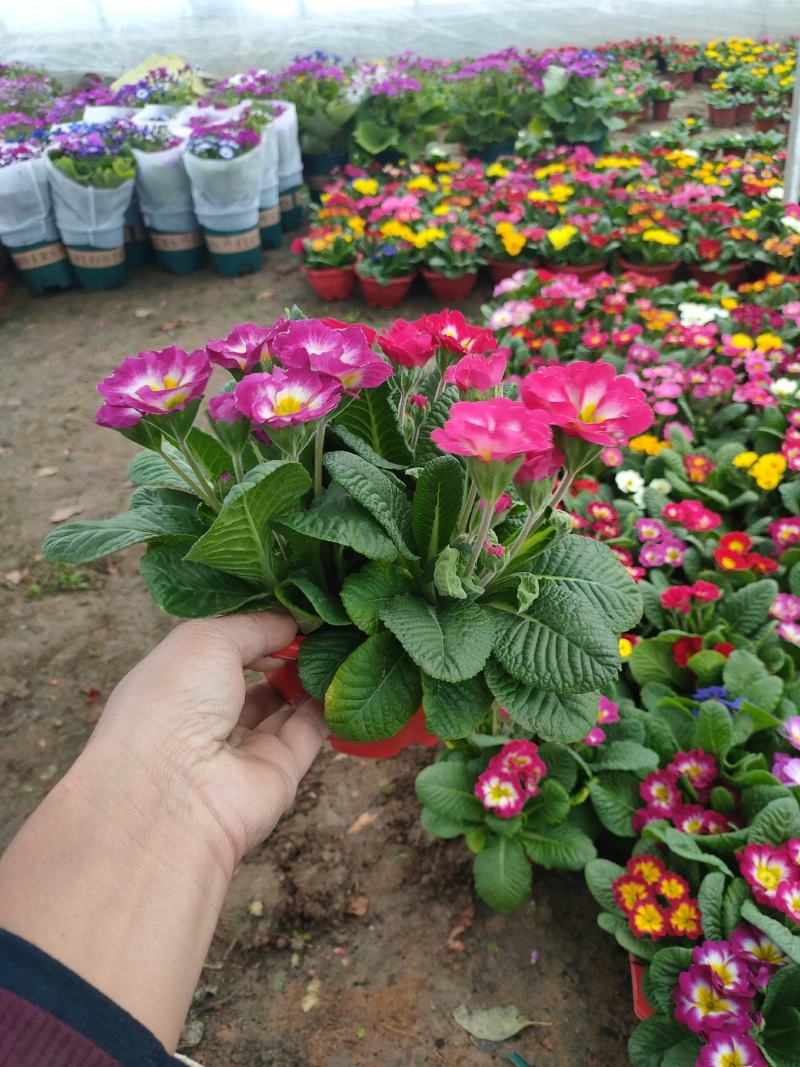 报春花盆苗批发，花色全，山东报春基地农户直供