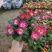 报春花盆苗批发，花色全，山东报春基地农户直供