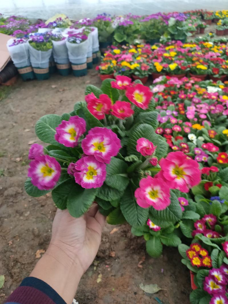 报春花盆苗批发，花色全，山东报春基地农户直供