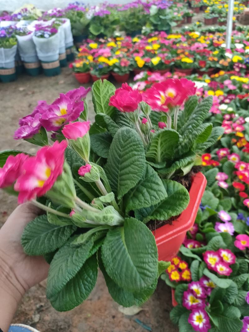 报春花盆苗批发，花色全，山东报春基地农户直供