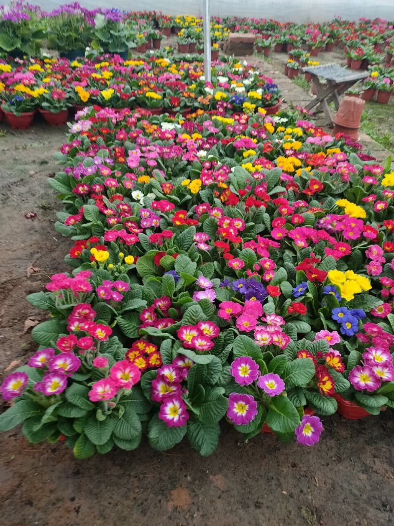 报春花盆苗批发，花色全，山东报春基地农户直供