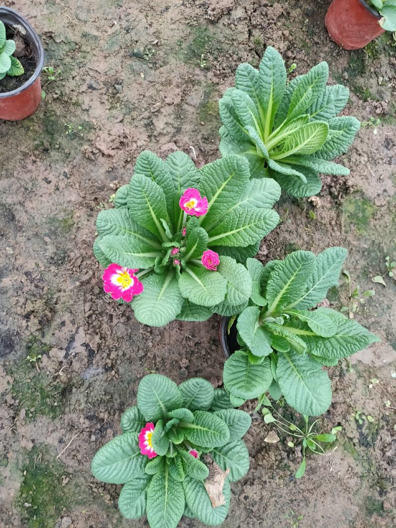报春花盆苗批发，花色全，山东报春基地农户直供