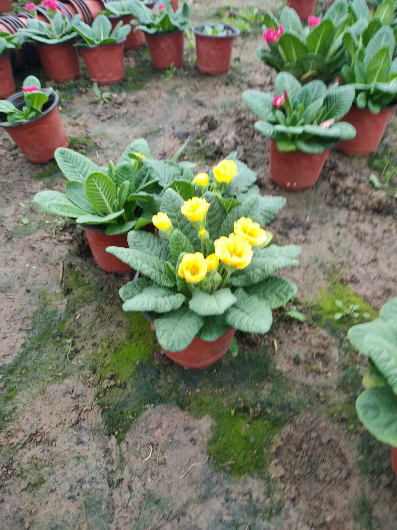 报春花盆苗批发，花色全，山东报春基地农户直供