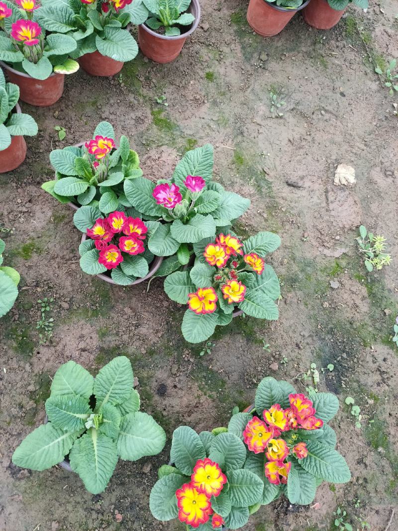 报春花盆苗批发，花色全，山东报春基地农户直供
