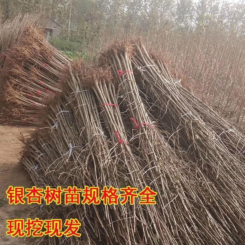 银杏苗银杏树苗南方北方都可种植，基地直发