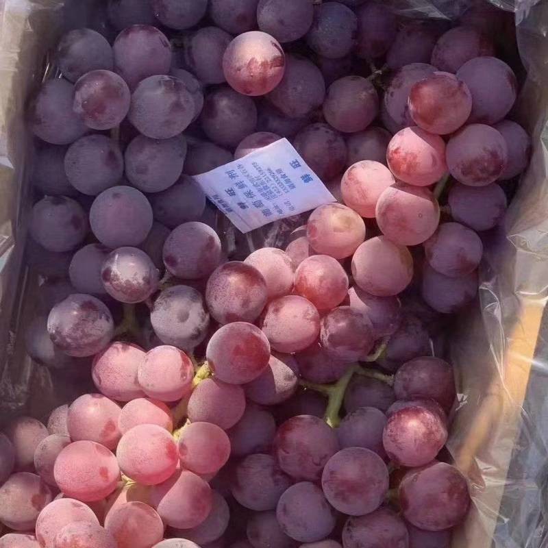 精品巨峰葡萄基地直发品质保证视频看货欢迎来电订购!
