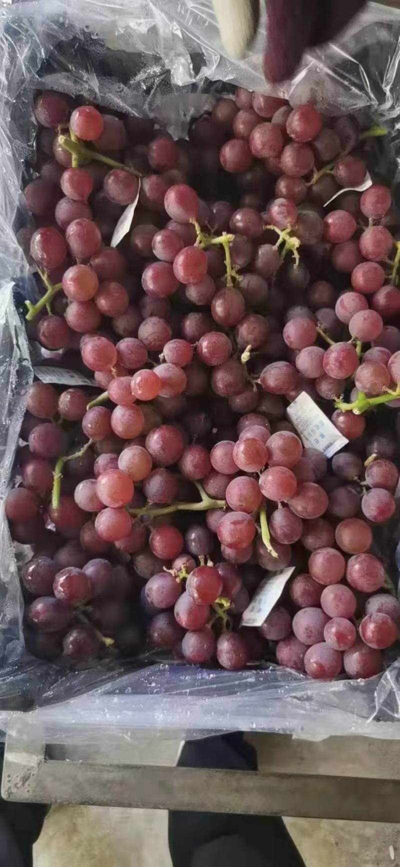 精品巨峰葡萄基地直发品质保证视频看货欢迎来电订购!
